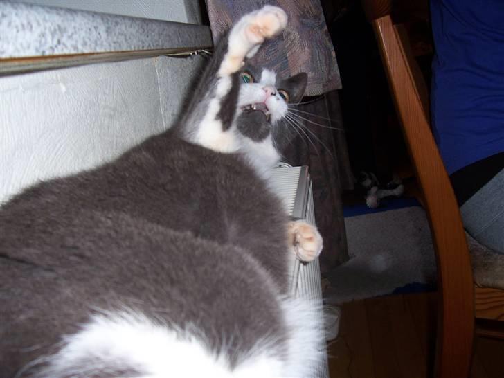 Huskat Søsser - jeg kan os godt lege selvom jeg ikk er helt ung  ;p  billede 4