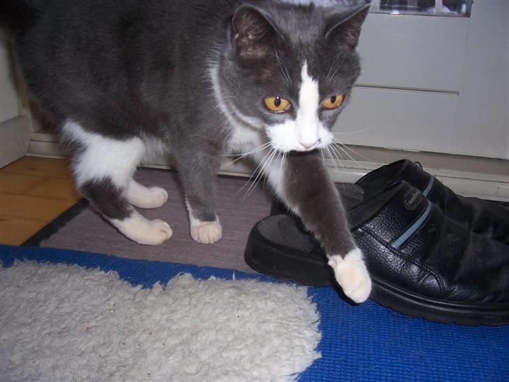 Huskat Søsser - puha godt jeg ikk er udenfor :)  billede 5