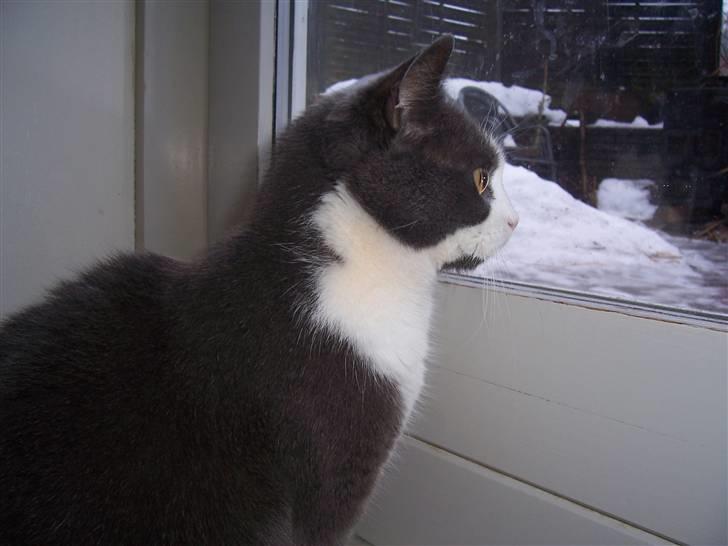 Huskat Søsser - alt det sne puha :)  billede 7