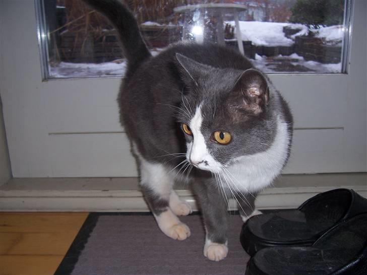 Huskat Søsser - tak fordi i så med håber i vil tag godt imod mig herinde og stemme mig ind så jeg kan komme ind og snakke med alle de andre dejlig og fine katte  :D <3  billede 8