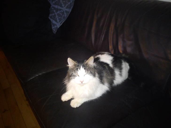 Norsk Skovkat Pjuske billede 7