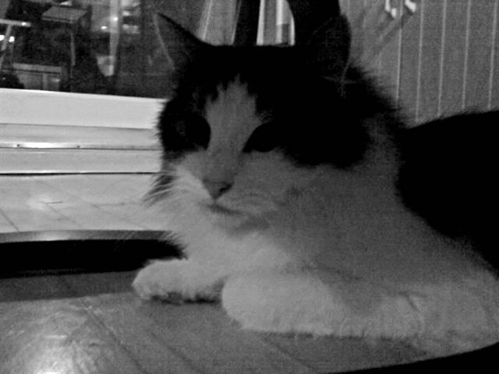 Norsk Skovkat Pjuske billede 8