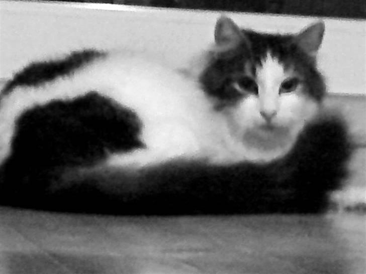 Norsk Skovkat Pjuske billede 9