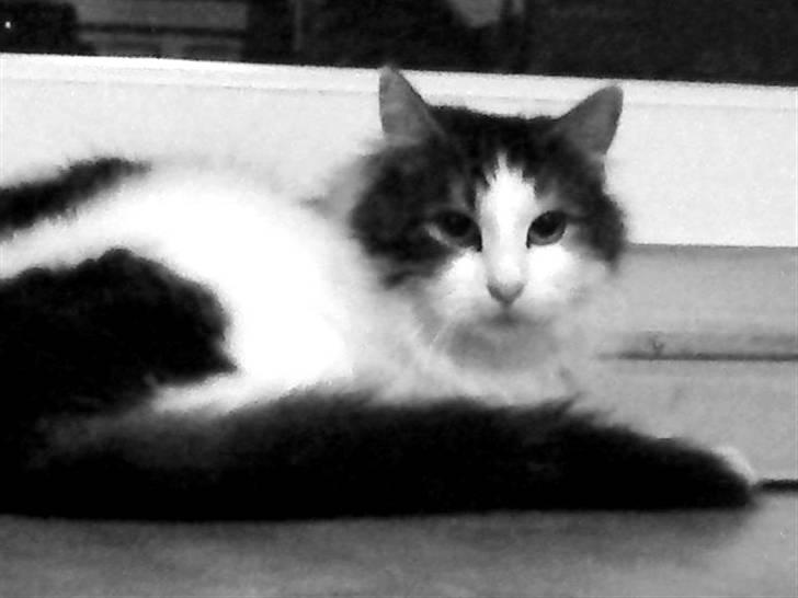 Norsk Skovkat Pjuske billede 10