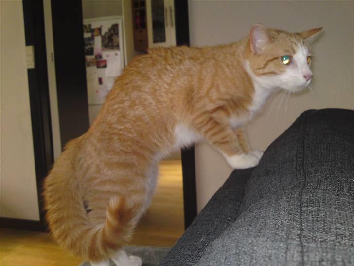 Huskat Mira fået nyt hjem billede 1