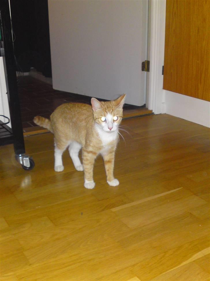 Huskat Mira fået nyt hjem billede 2