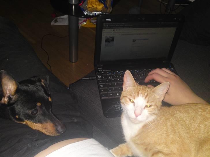 Huskat Mira fået nyt hjem billede 3