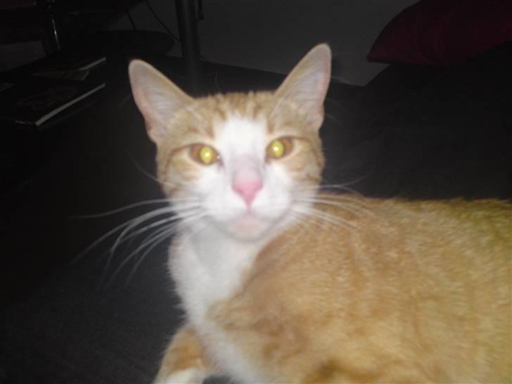 Huskat Mira fået nyt hjem billede 4