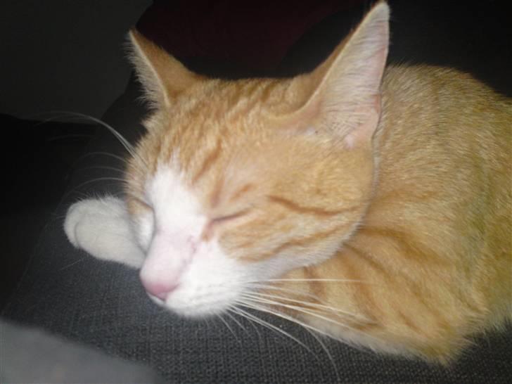 Huskat Mira fået nyt hjem billede 5