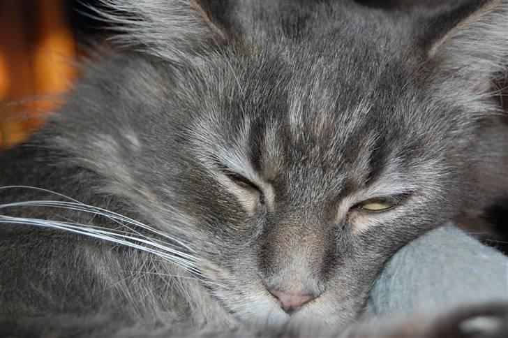 Maine Coon Aske billede 1