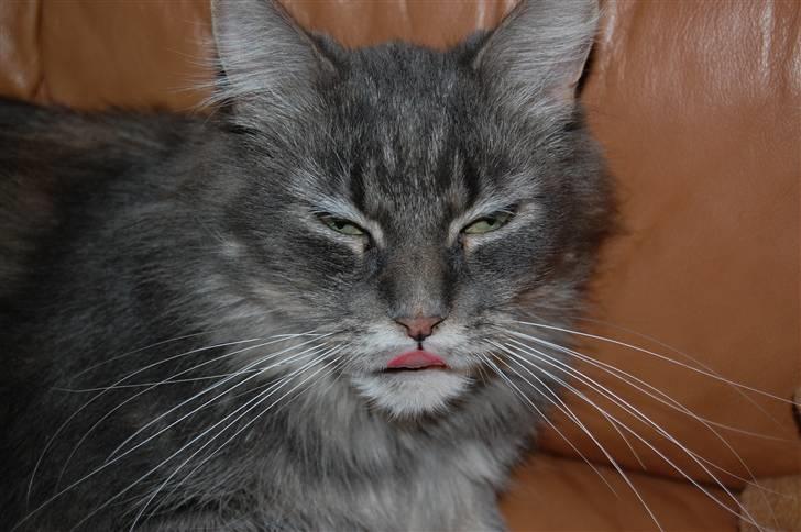 Maine Coon Aske billede 2