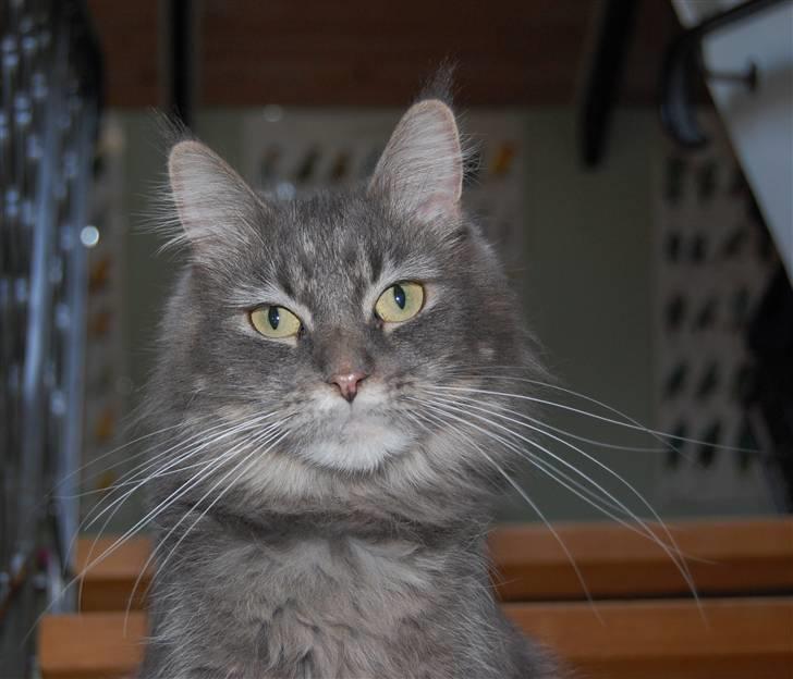 Maine Coon Aske billede 3