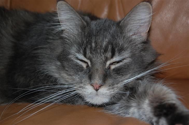 Maine Coon Aske billede 4