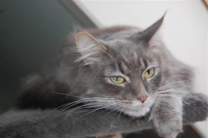 Maine Coon Aske billede 5