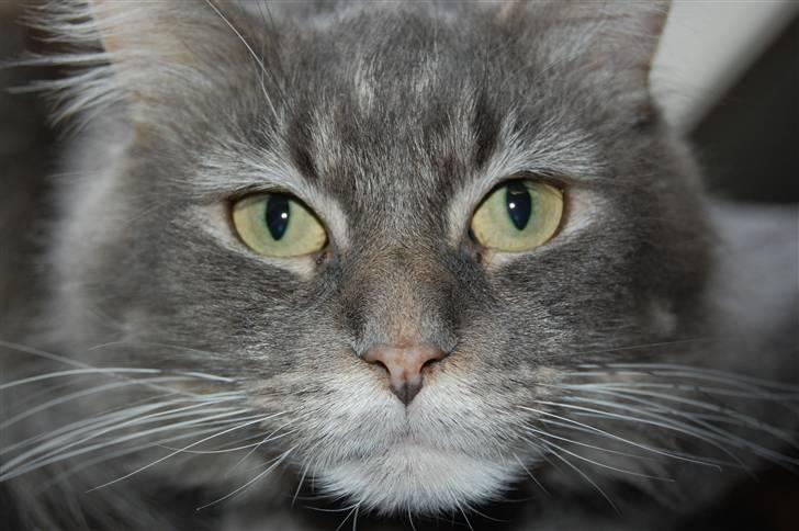 Maine Coon Aske billede 6