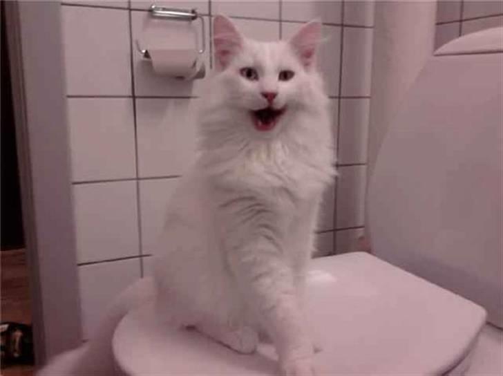 Norsk Skovkat Mcmahon *RIP* billede 2