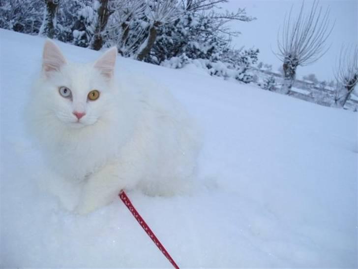 Norsk Skovkat Mcmahon *RIP* billede 3