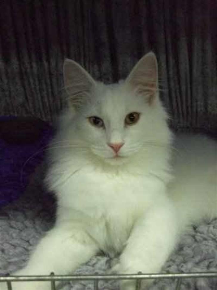 Norsk Skovkat Mcmahon *RIP* billede 4