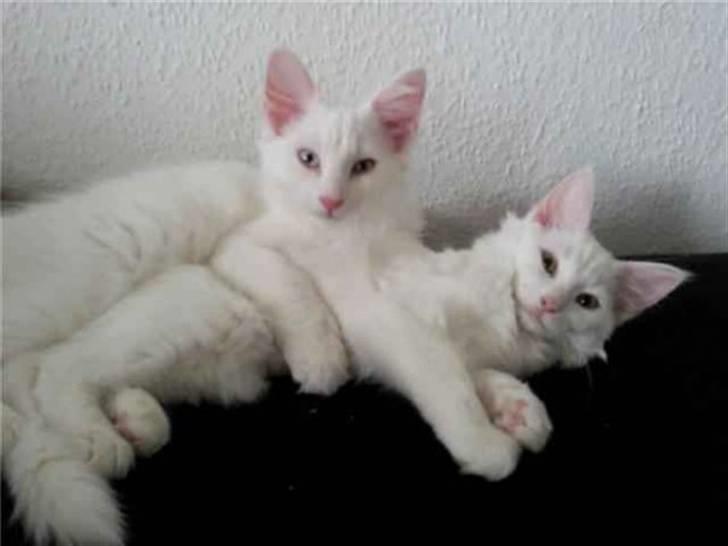 Norsk Skovkat Mcmahon *RIP* billede 5