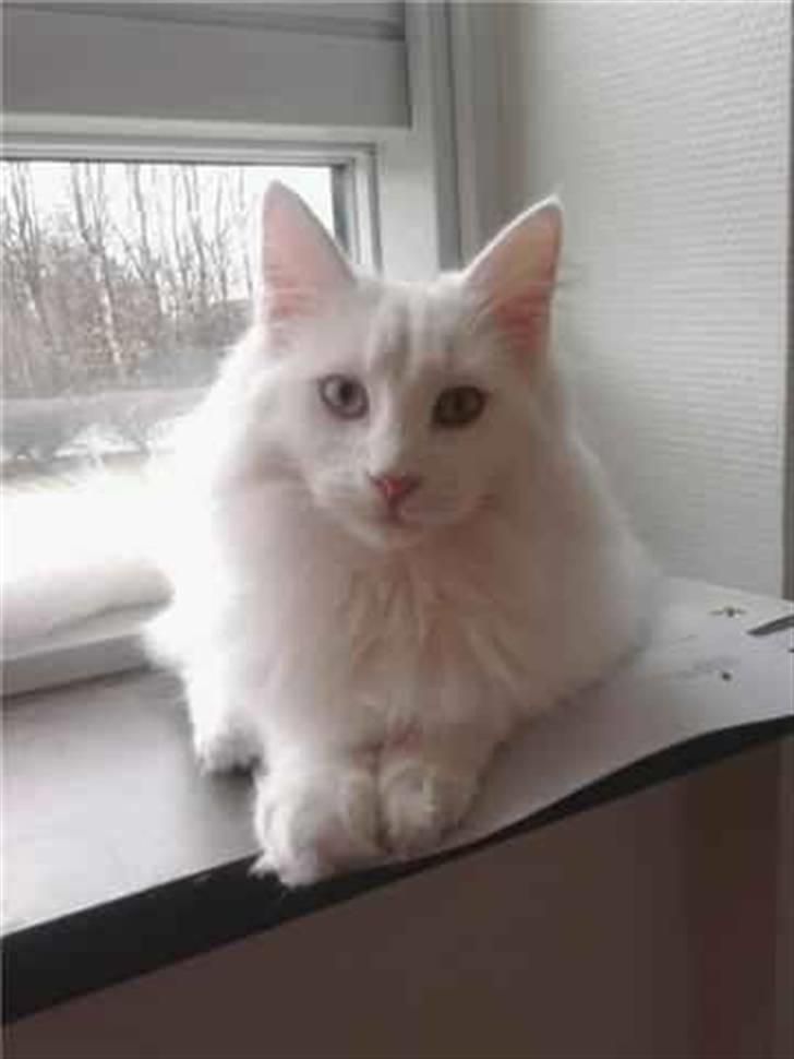 Norsk Skovkat Mcmahon *RIP* billede 6