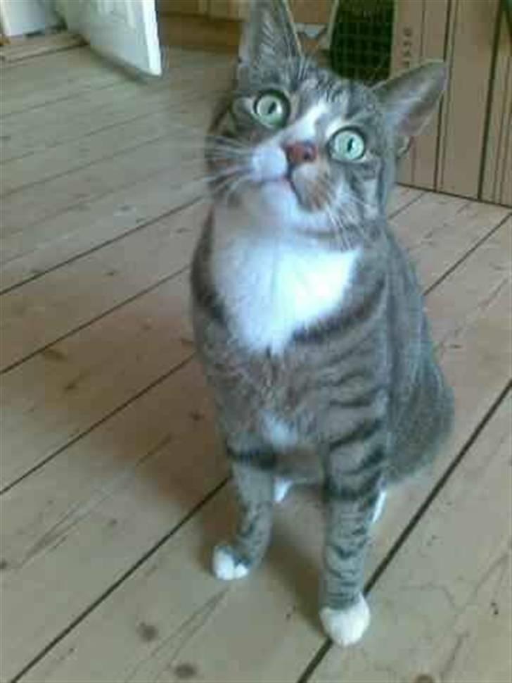 Huskat Charlie R.I.P billede 1