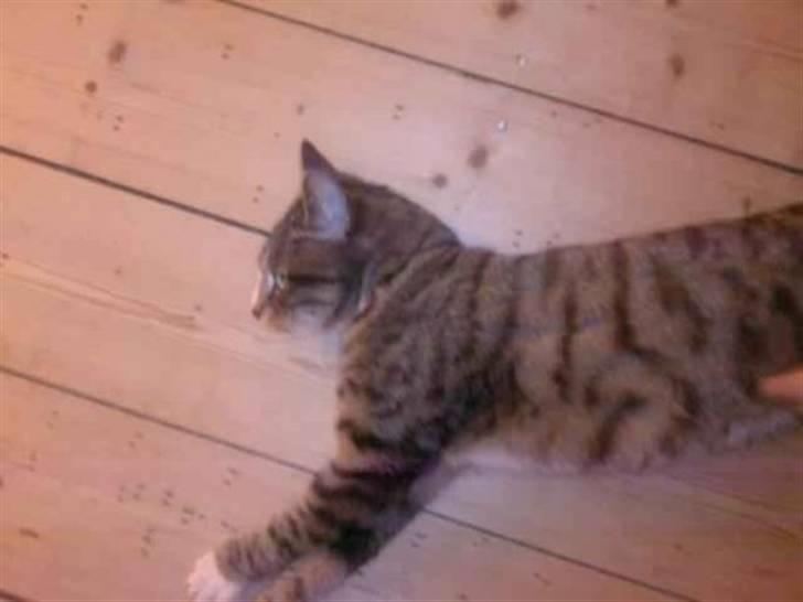 Huskat Charlie R.I.P billede 2