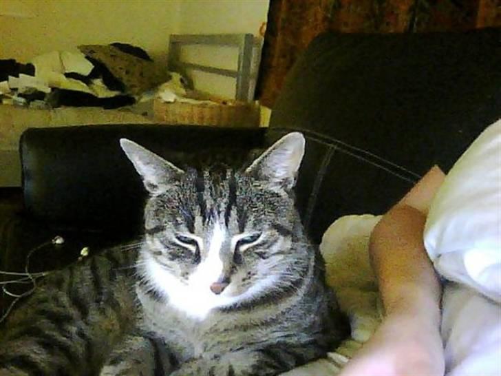 Huskat Charlie R.I.P billede 3