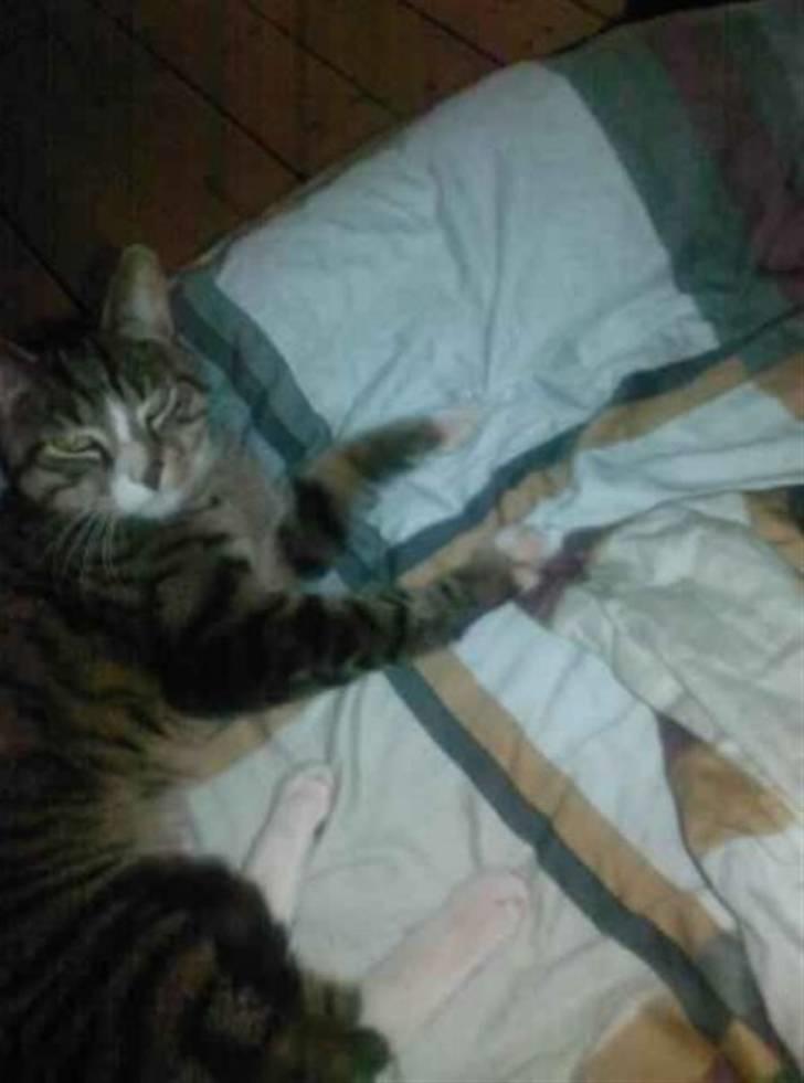 Huskat Charlie R.I.P billede 4