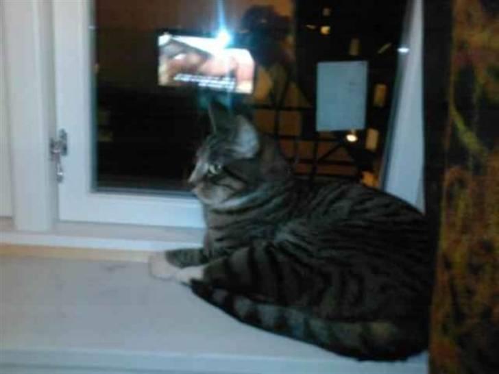 Huskat Charlie R.I.P billede 5