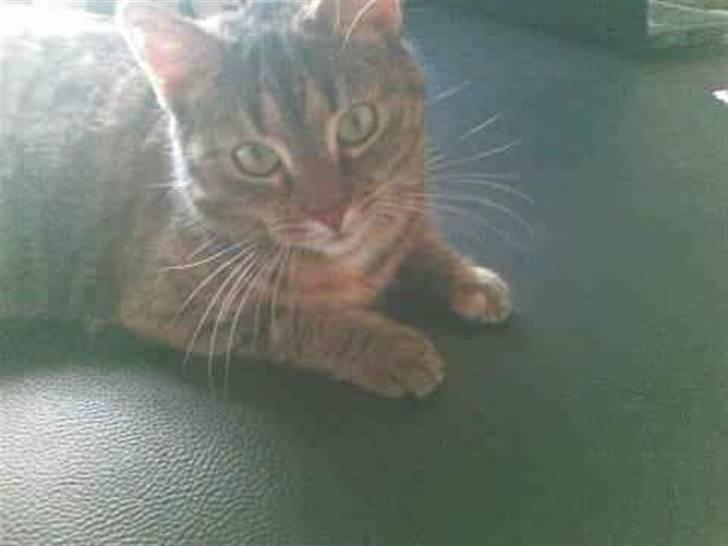 Huskat Jytte  billede 1