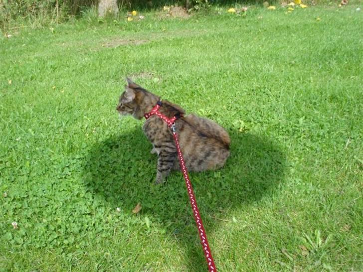 Huskat Jytte  billede 2