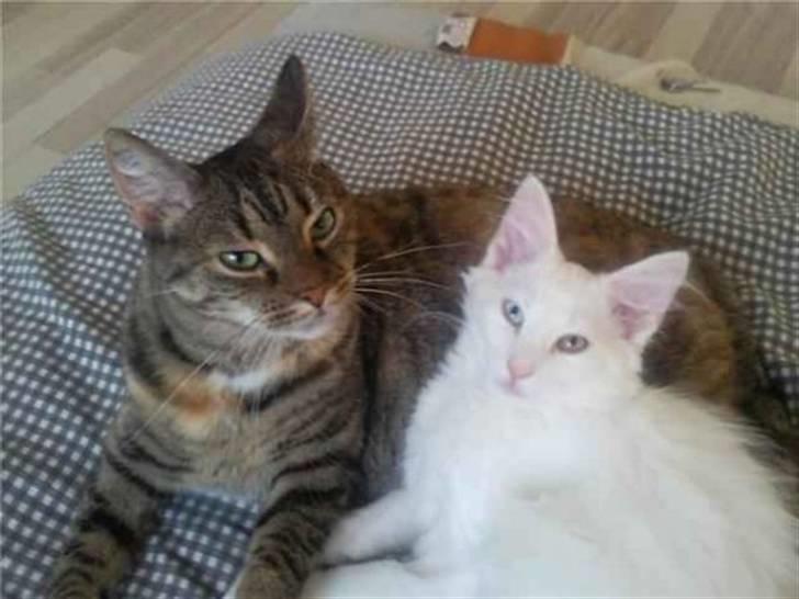 Huskat Jytte  billede 3