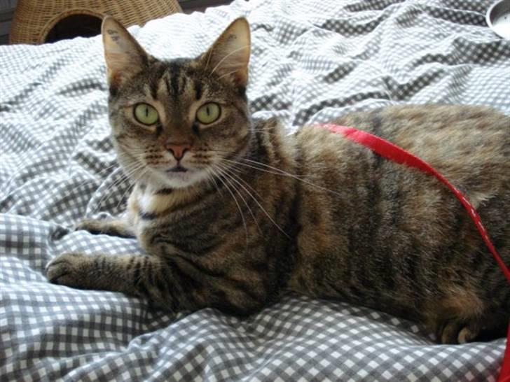 Huskat Jytte  billede 4