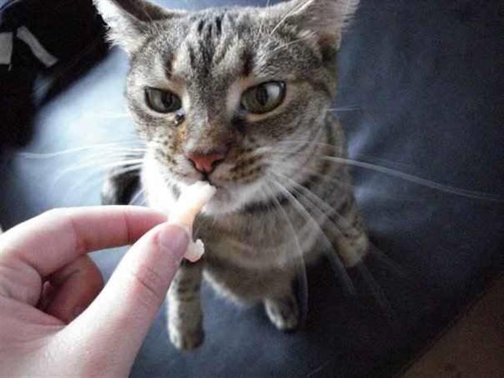 Huskat Jytte  billede 5