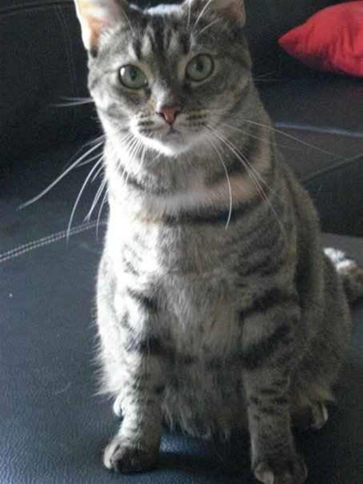 Huskat Jytte  billede 6