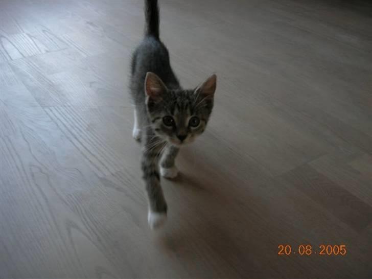 Huskat Freya R.I.P billede 1