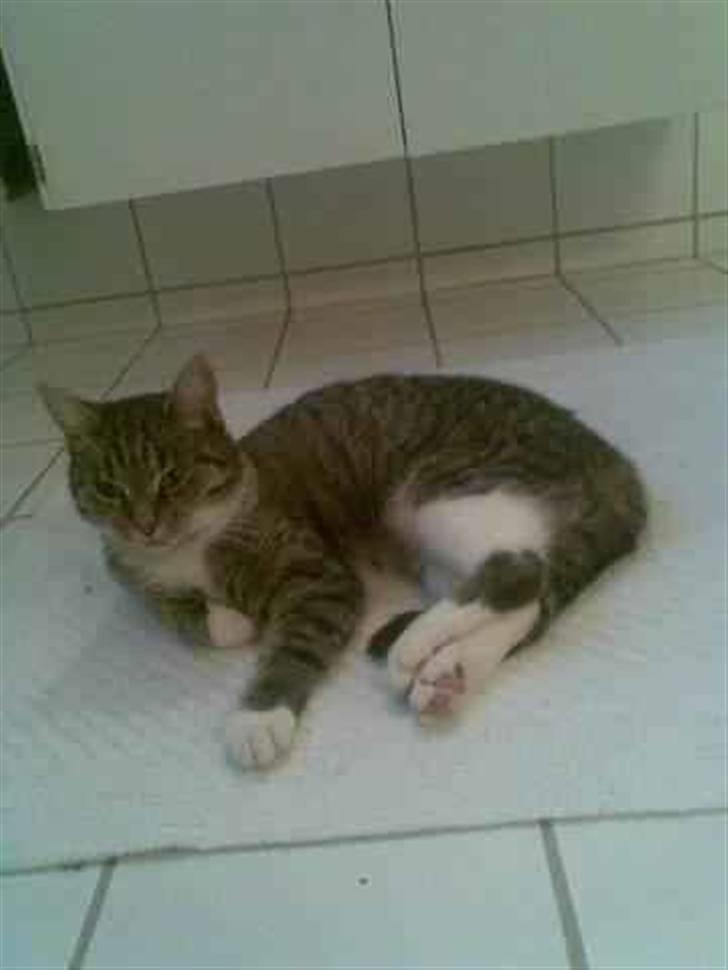 Huskat Freya R.I.P billede 2