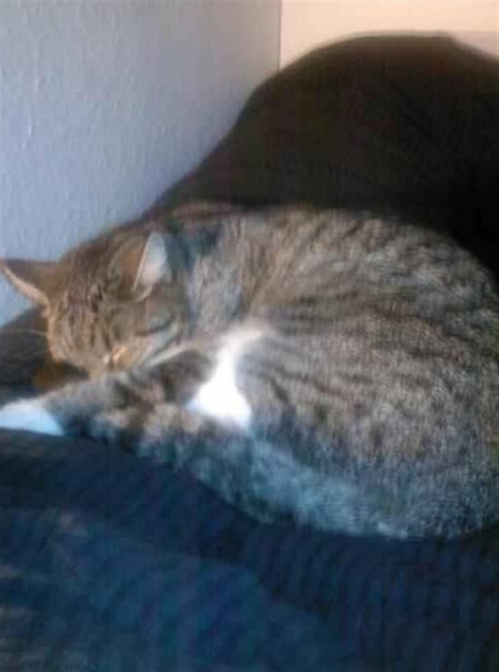 Huskat Freya R.I.P billede 3