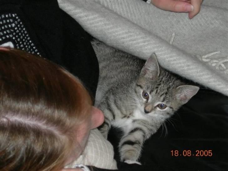 Huskat Freya R.I.P billede 4