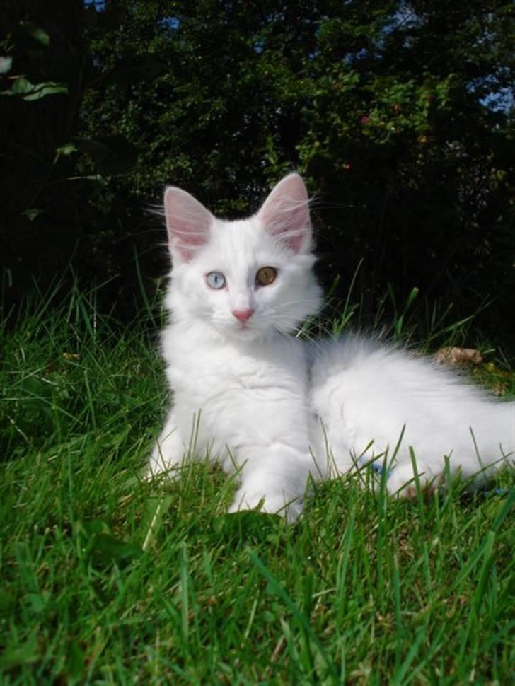 Norsk Skovkat Mcmahon *RIP* billede 7