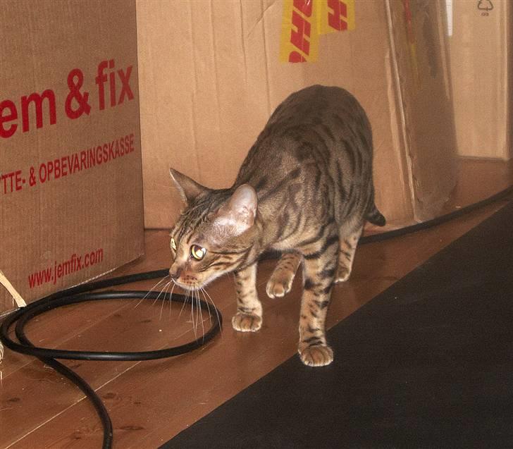 Bengal DK-Wild-diamond light in  billede 3