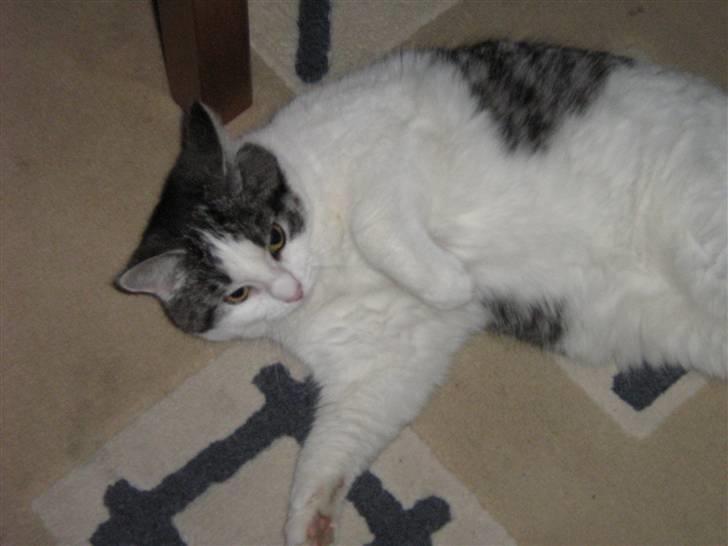 Huskat » Nina †6/05.08† <3 - Velkommen til Himmel´missens profil. Hun er savnet i; <3. billede 1