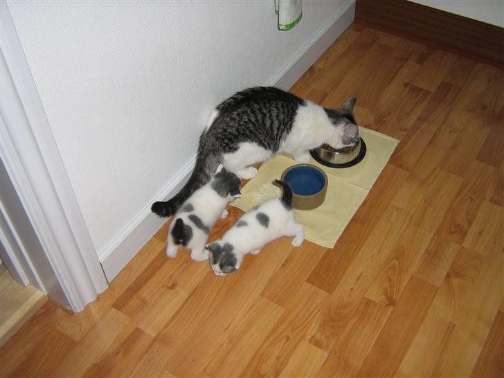 Huskat » Nina †6/05.08† <3 - Nina, Josefine og Lucifer. Kun Josefine er tilbage /´: <3 billede 18