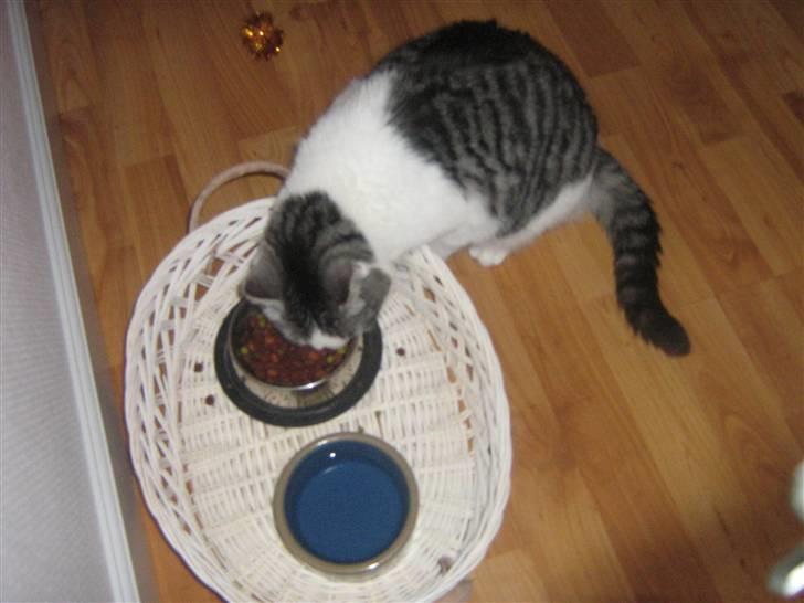 Huskat » Nina †6/05.08† <3 billede 19