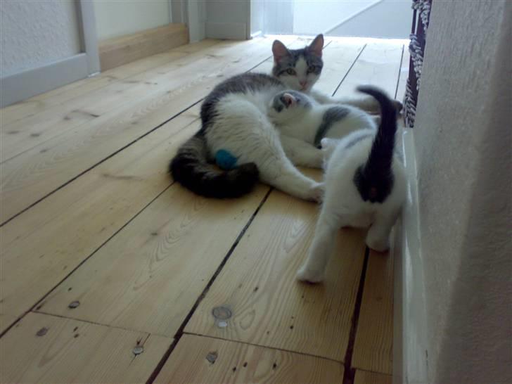 Huskat » Nina †6/05.08† <3 - En god mor.. billede 20