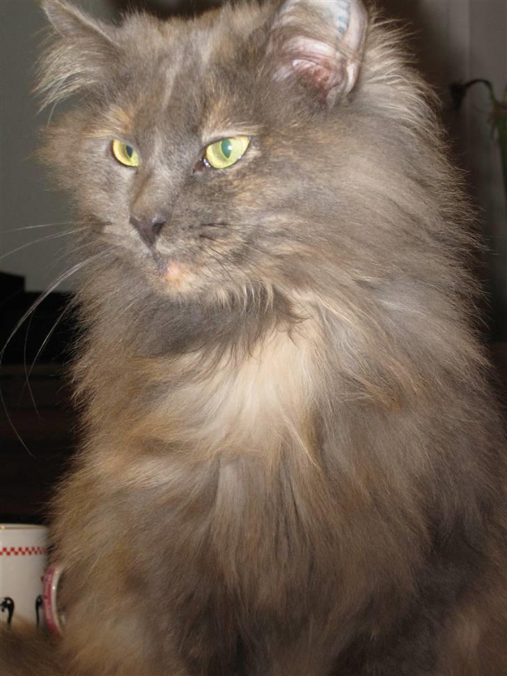 Maine Coon Cille - Cille <3 billede 1