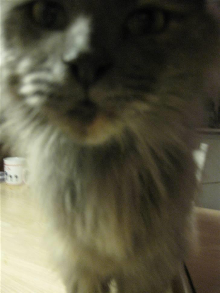 Maine Coon Cille - En lille linselus ;) billede 2