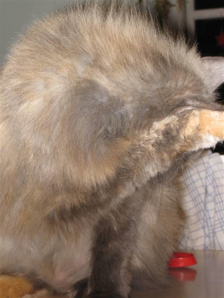 Maine Coon Cille - Gå nu væææk xD billede 3