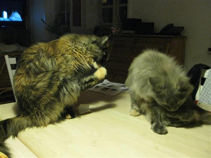 Maine Coon Cille - De KAN godt sidde på samme bord, ikk særlig langt fra hinanden og vaske sig ;) billede 4