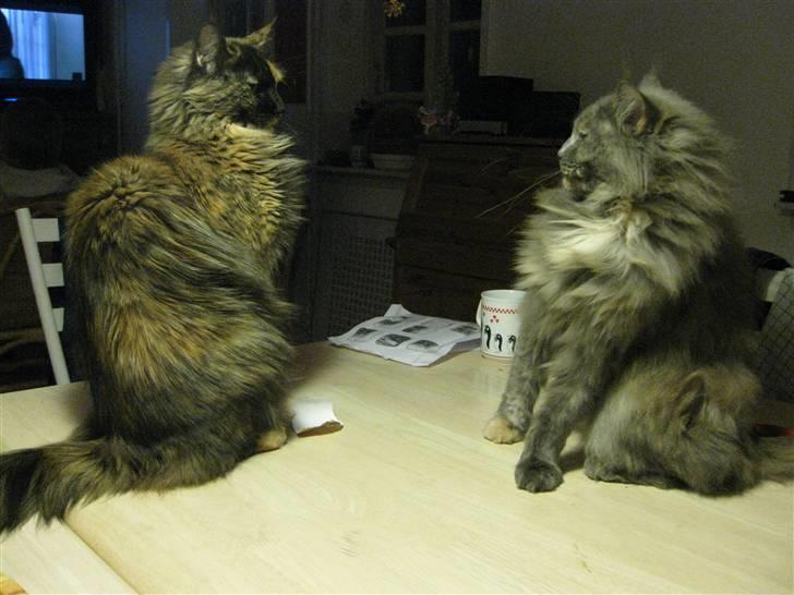 Maine Coon Cille - Meeen, så opdager de hinanden ;) billede 5